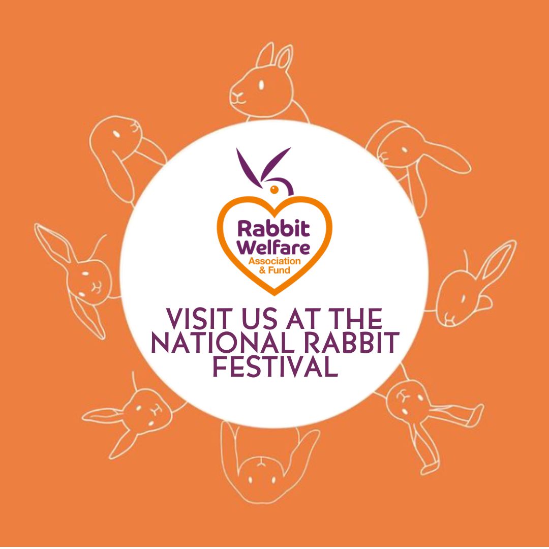 The Rabbit - The National Rabbit Festival is this Saturday (19th) & we ...