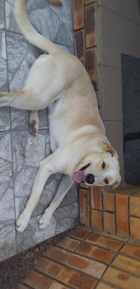💙🐾 LABBIE X SIBLINGS DESERTED These beautiful 1 year old, Labby X males ...