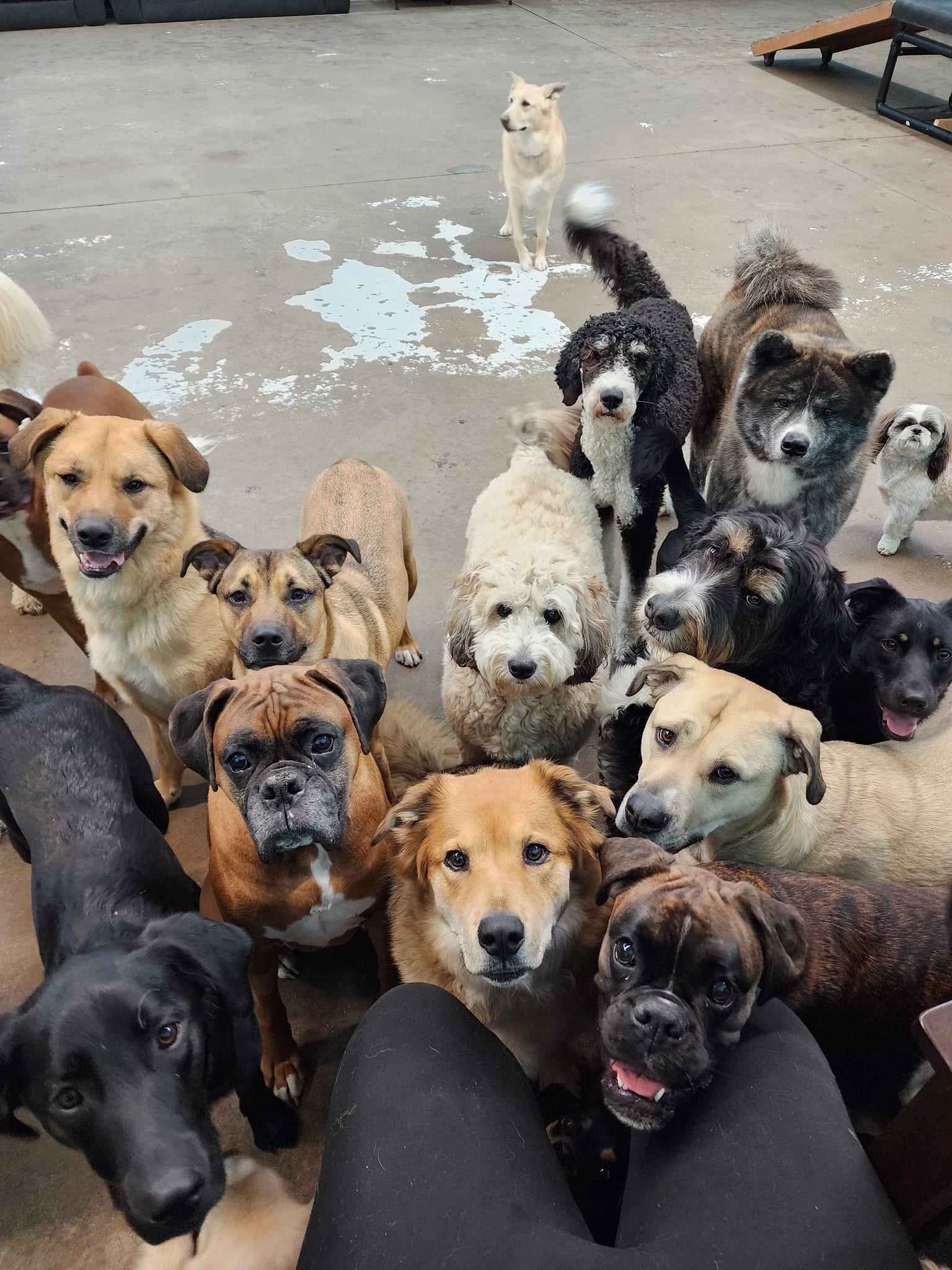 3 Dogs Boarding and Daycare... - 3 Dogs Boarding and Daycare