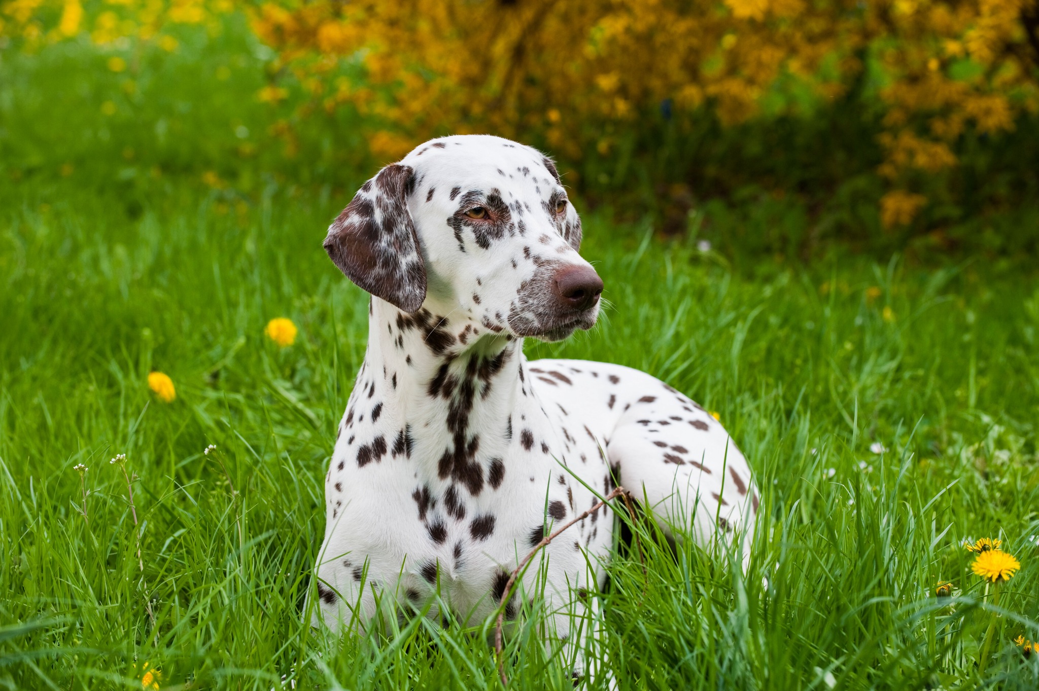 Dogs Victoria | Skye VIC