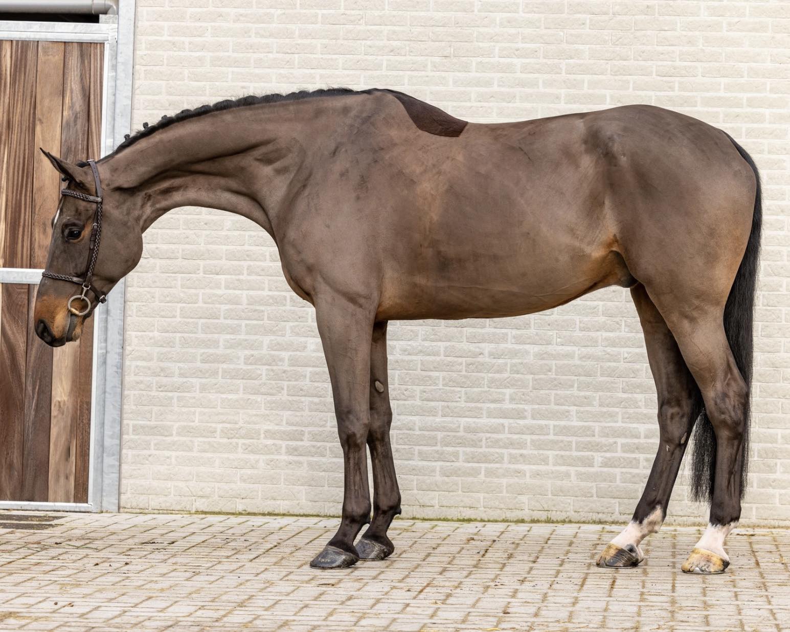 million専用 Big Eq/GP vibes all day! 17.3h 8yo gelding x Casallco x