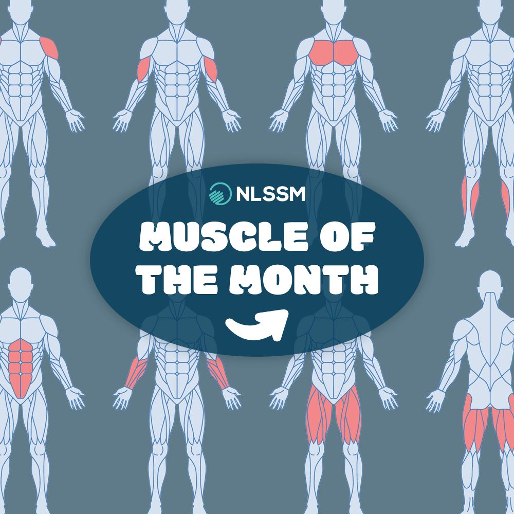 Functions Of The Biceps Femoris Muscle Preview Human Musculus Biceps