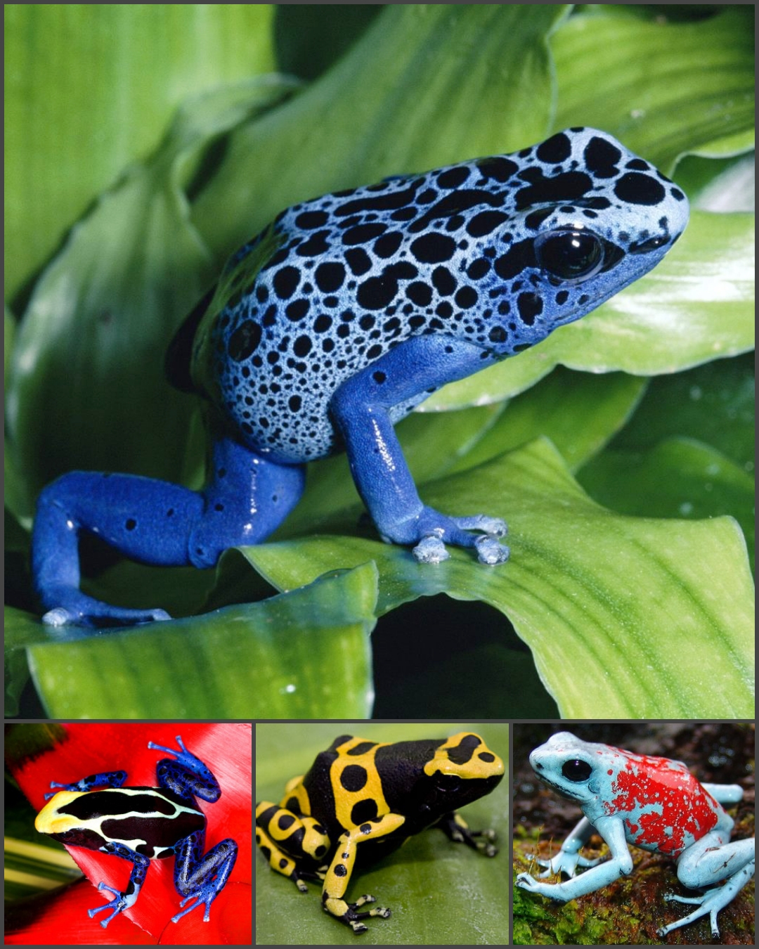 The Jewels of the Rain Forest Nature's most vibrant warning. These