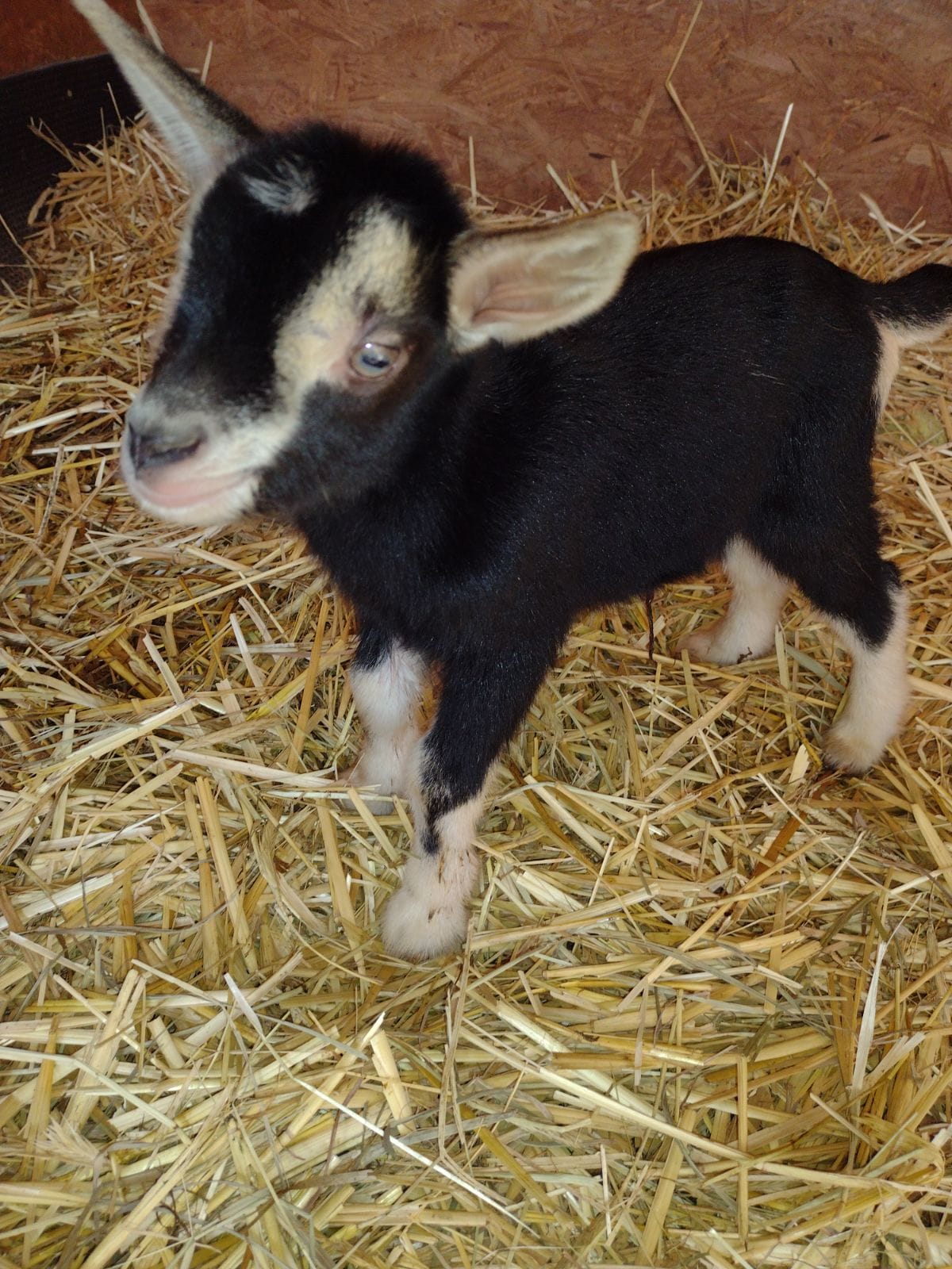 Pony Time Ranch and Mobile Petting Zoo | Lowellville OH