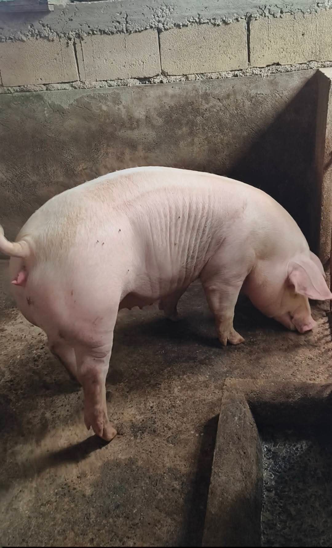 Pigページ Is tn70 pig breed worth the extra cost?