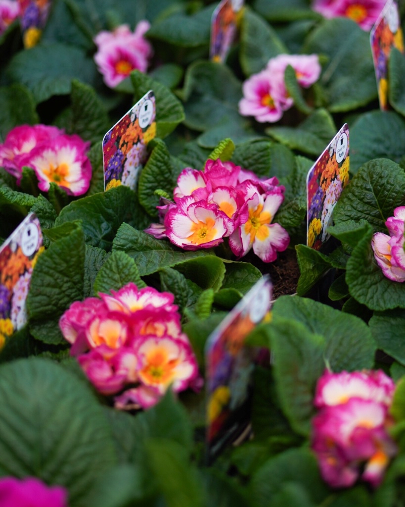 Notcutts Garden Centres