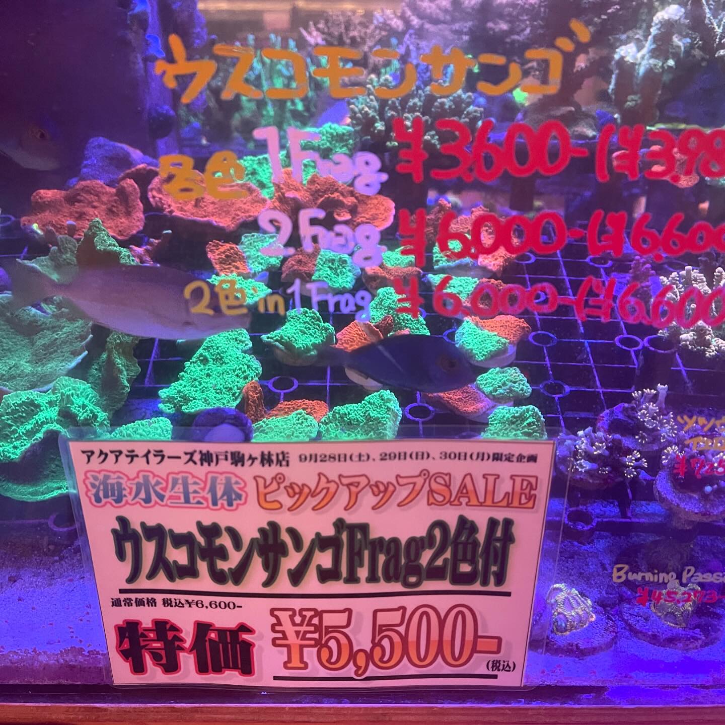 活動歴および当時の関連ビジュアル記録
