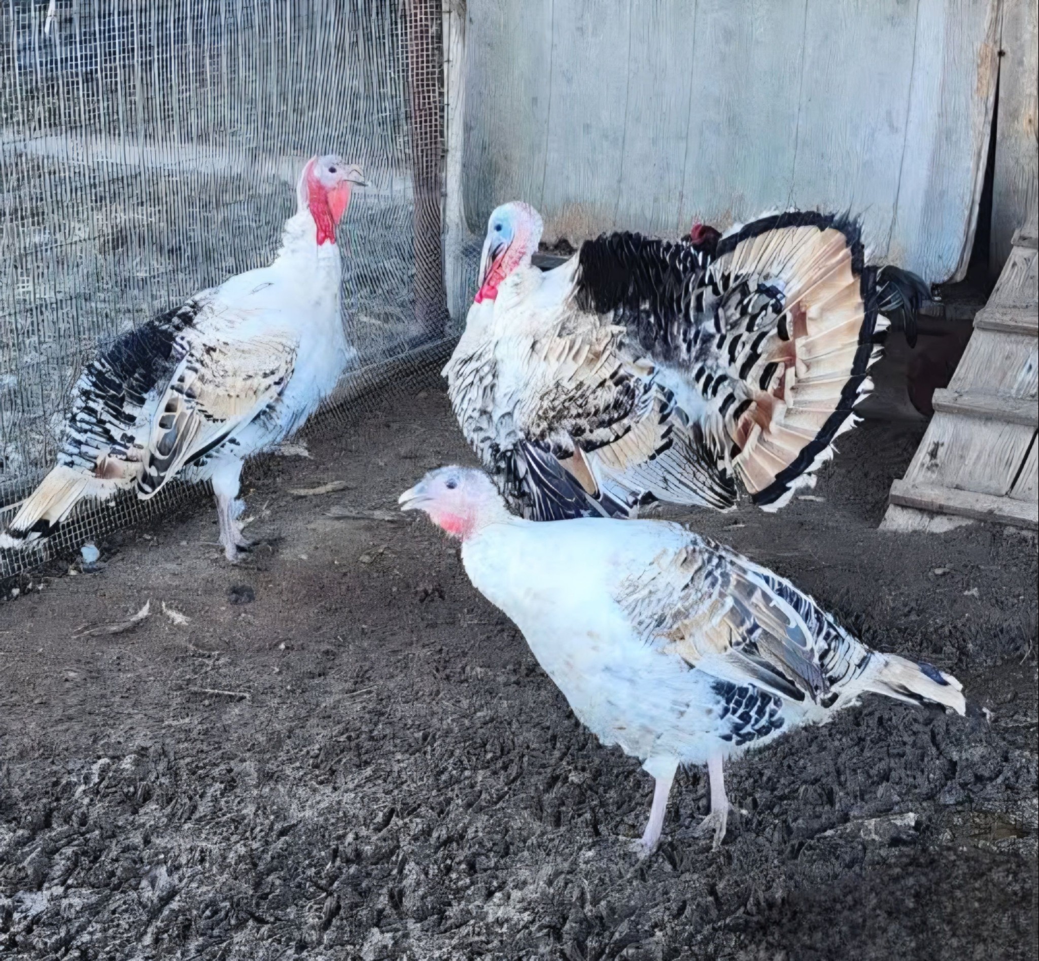 Feather Ridge Farms