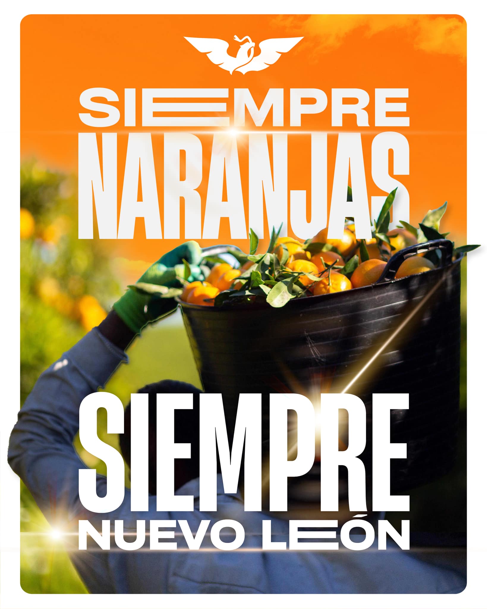 El cultivo de naranja es... - Movimiento Ciudadano Nuevo León | Facebook