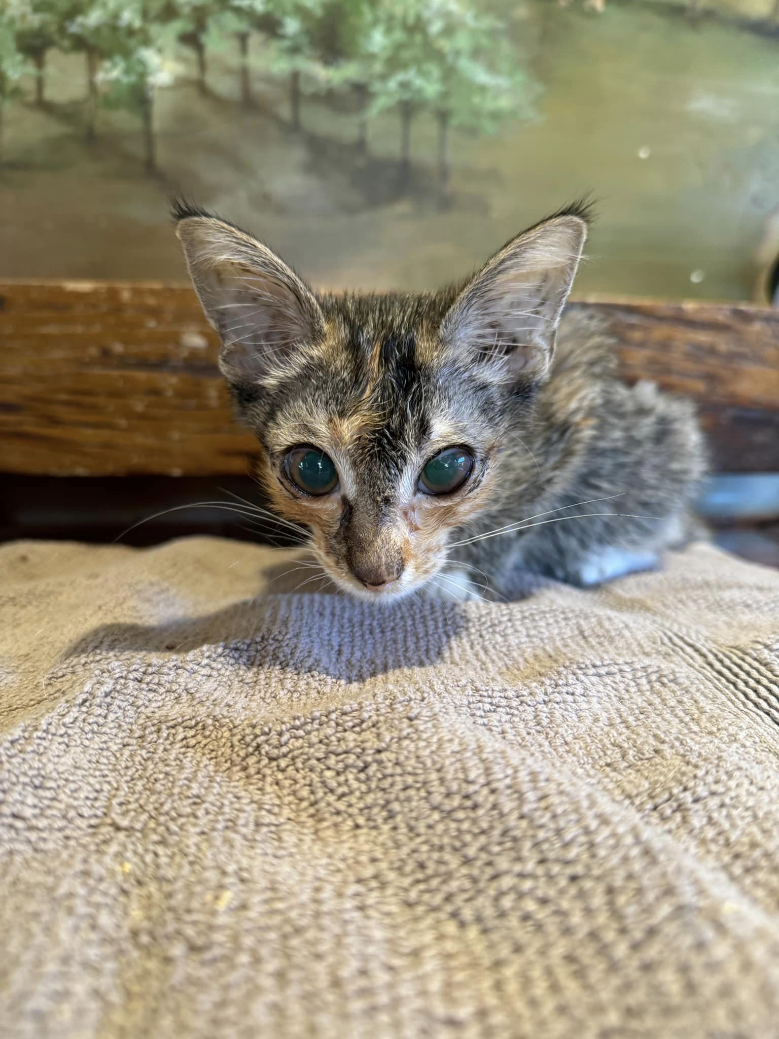 Meet Miso. She has wet and... - FieldHaven Feline Center | Facebook