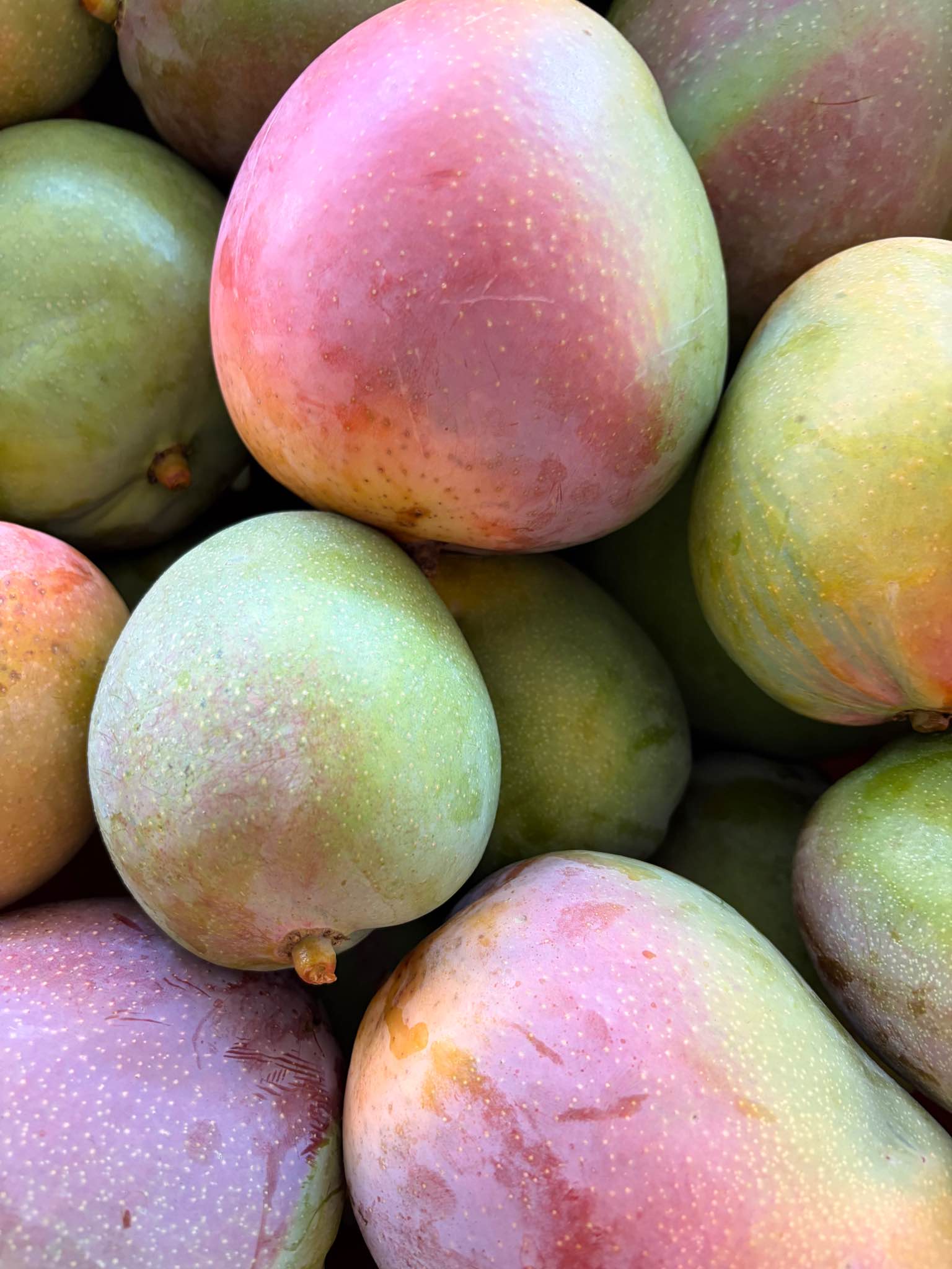 Freshly picked semi-ripe KP and R2E2 mangoes - $6.50per kg - Food ...