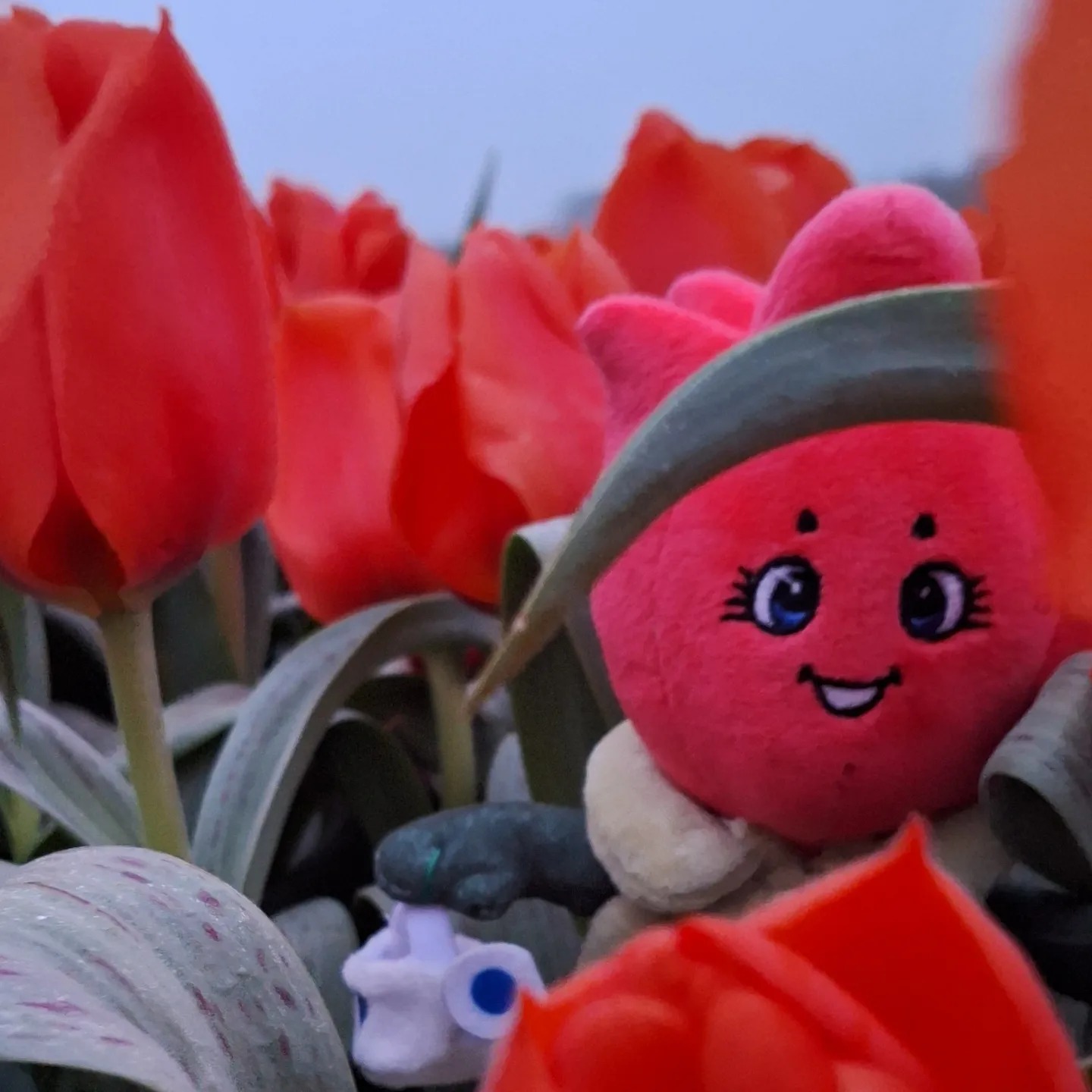 TillyTulp