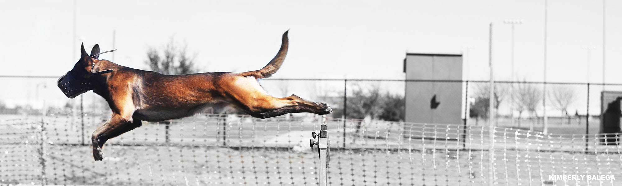 Stealth k9 Dog Training added a... - Stealth k9 Dog Training