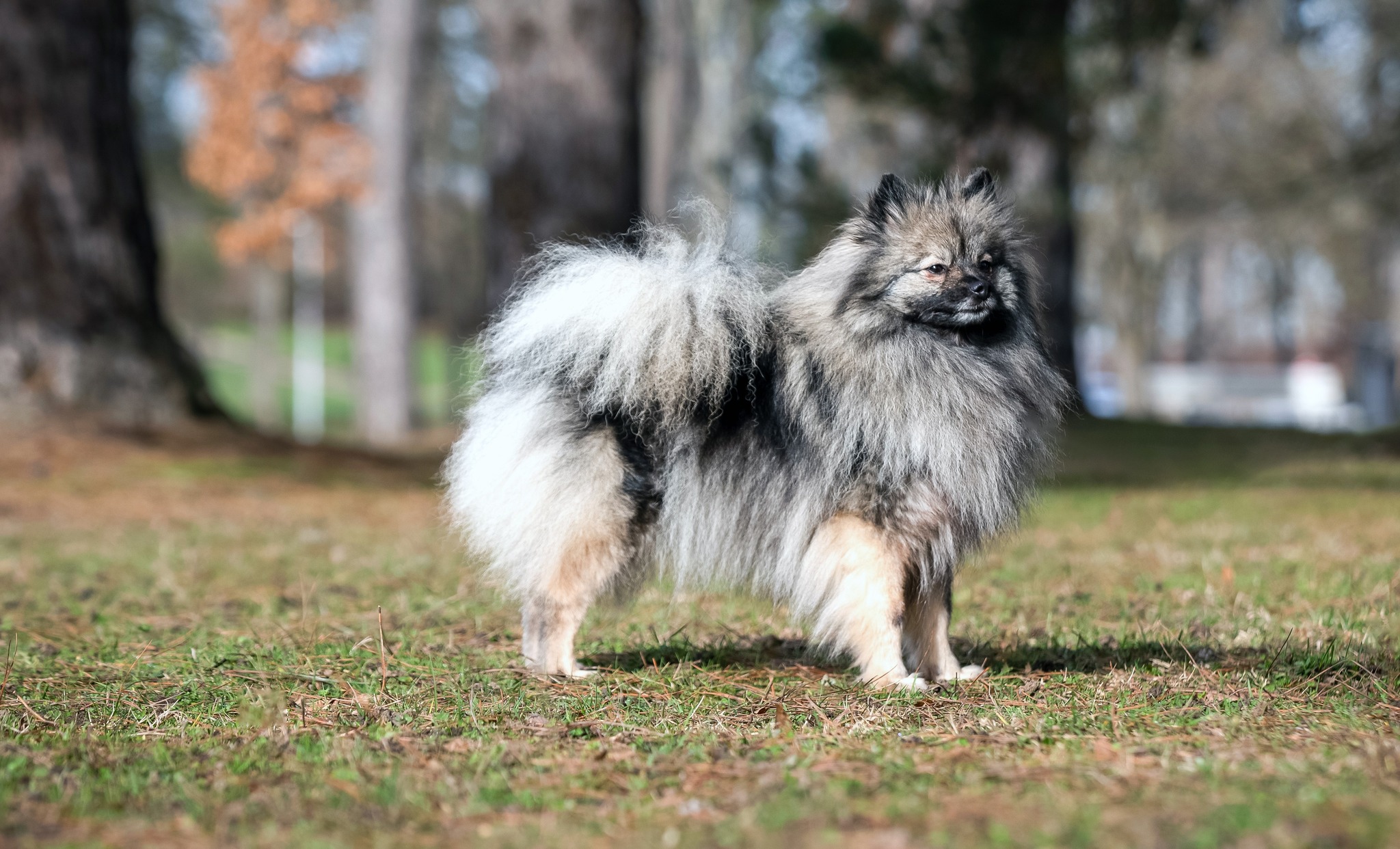 Elevage canin Spitz... - Elevage canin Spitz Japonais