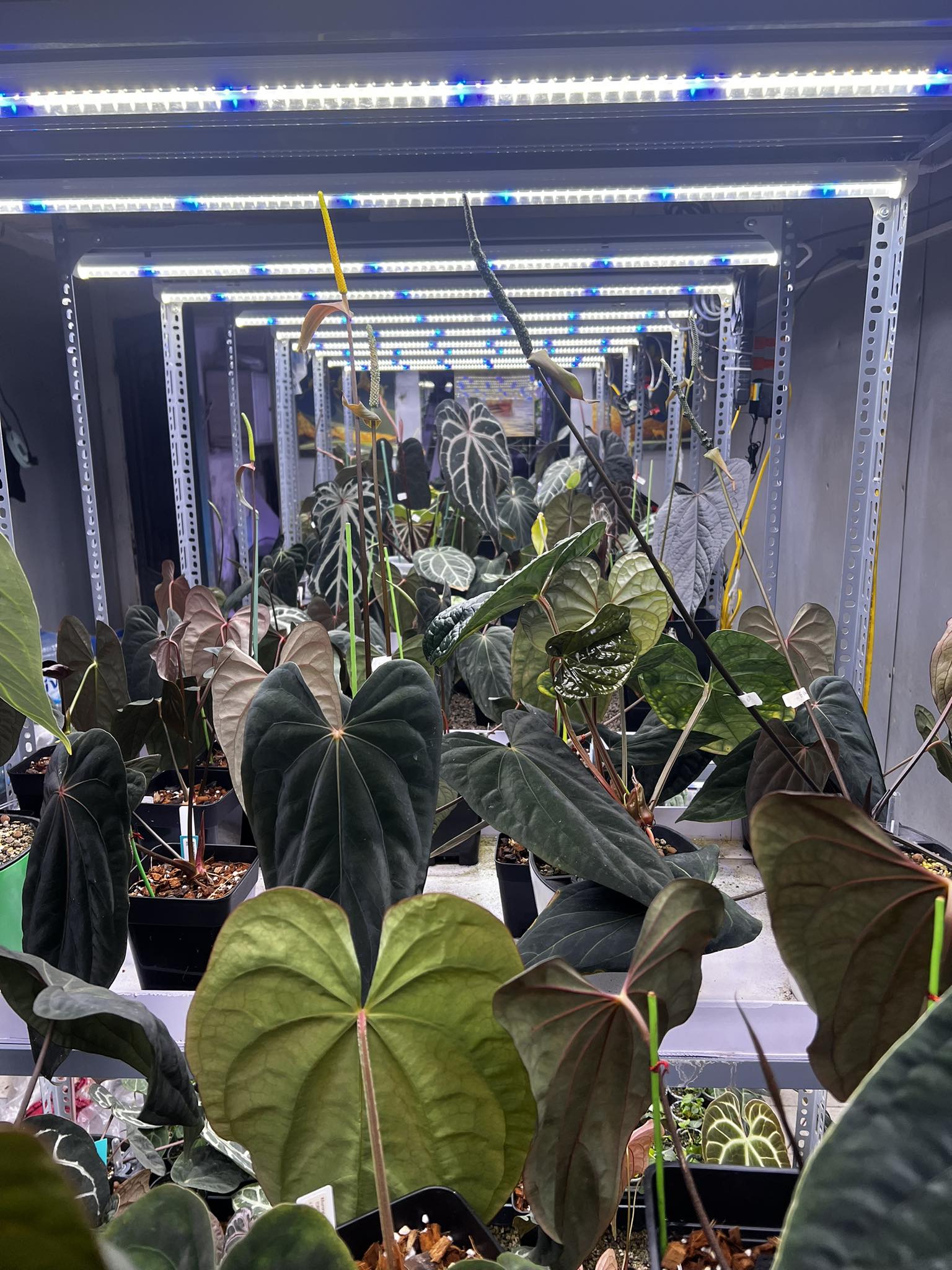 RC SKG purple Emergent x Pap Carlar (Scott Cohen) cây bán ảnh 1,2 