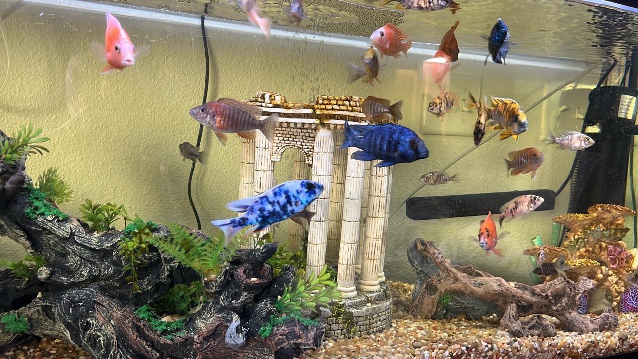 fire emblem fish tank accessory fazhongfa Aquarium Decorations Castle Décor Thematic Ornaments (Hobbit-Small) : Pet Supplies Make your underwater world light up with the addition of this Top Fin Movable Tall Coral Swim Colorado Fish Rehoming/trade | Facebook