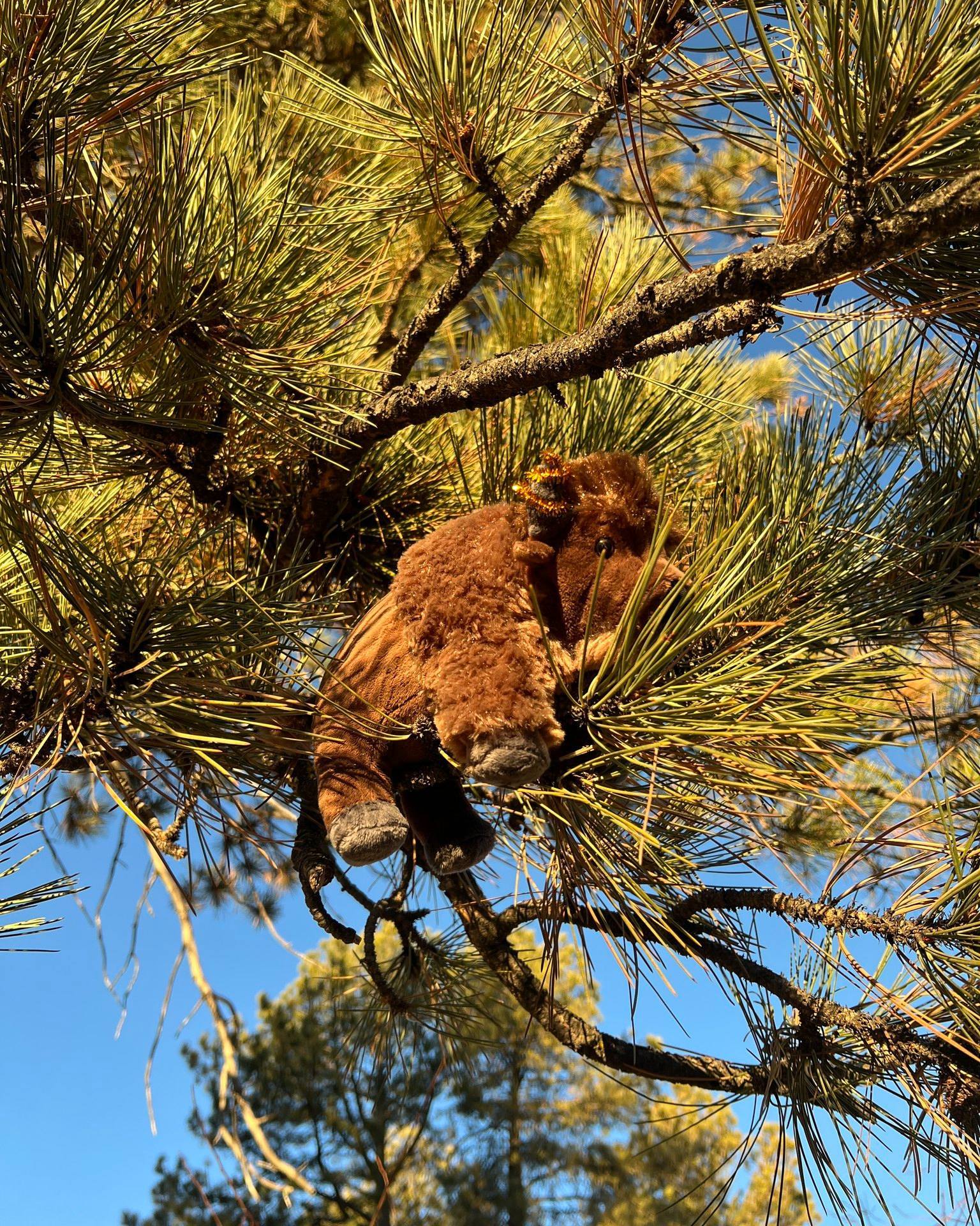 Wind - This is a very an unusual spot for a bison to scratch on a tree ...