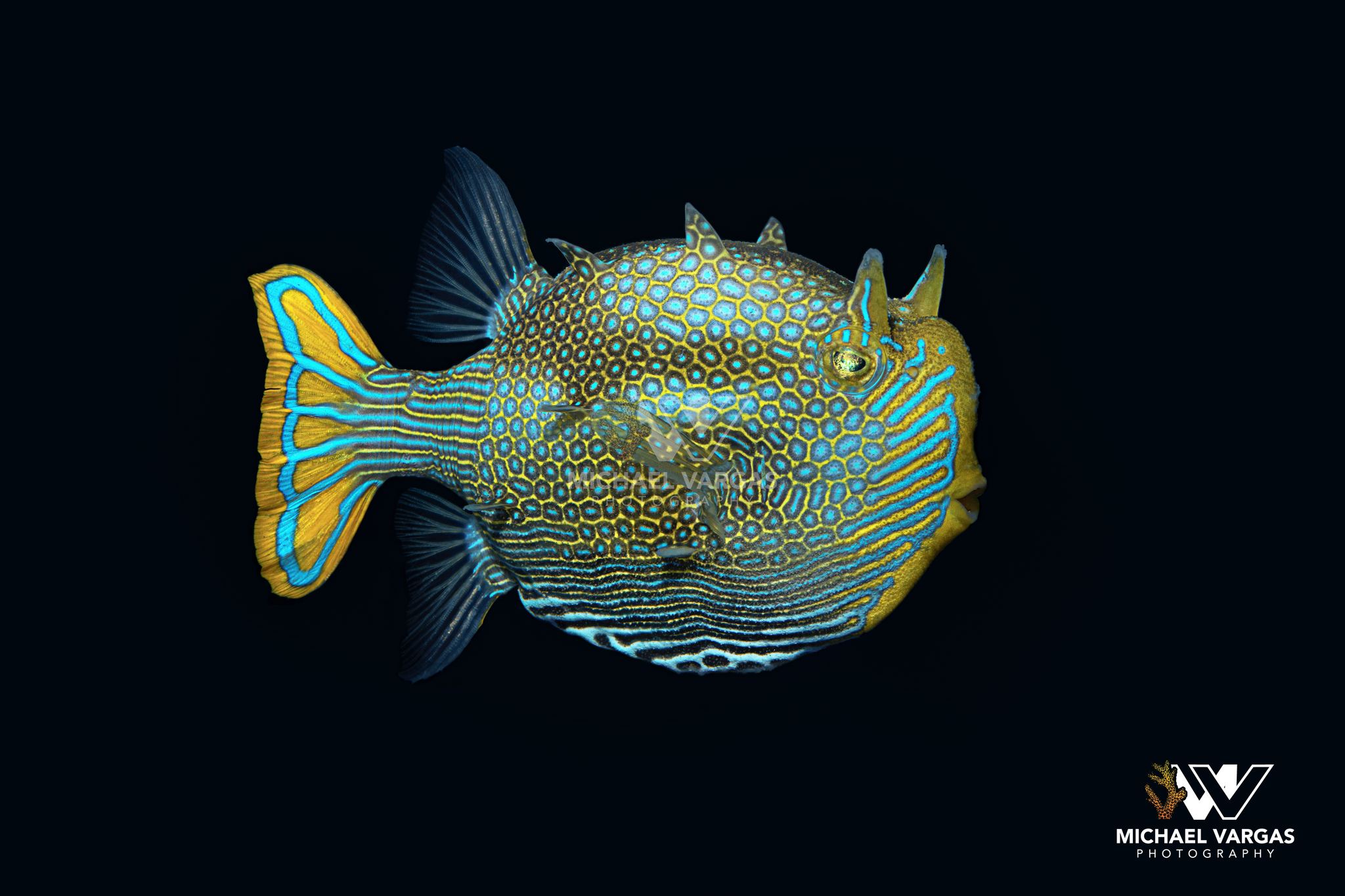 deepwater box fish Black Boxfish: Female  Sea Dwelling Creatures Cubicus Boxfish: Saltwater Aquarium Fish