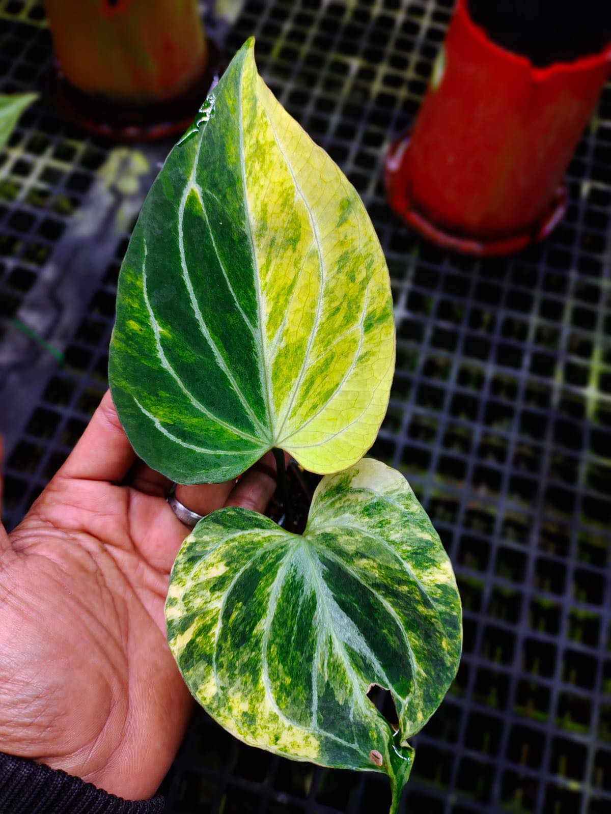 Anthurium kos butterfly variegated