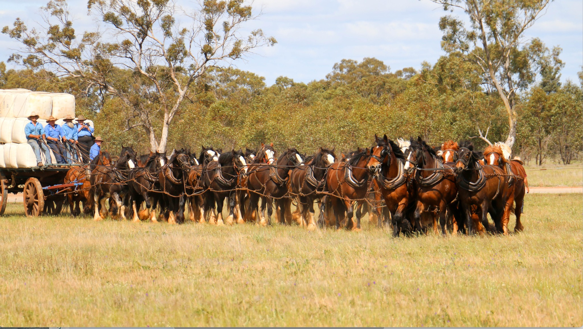 Barellan - The record breaking 35 horse team driven by Bruce Bandy ...