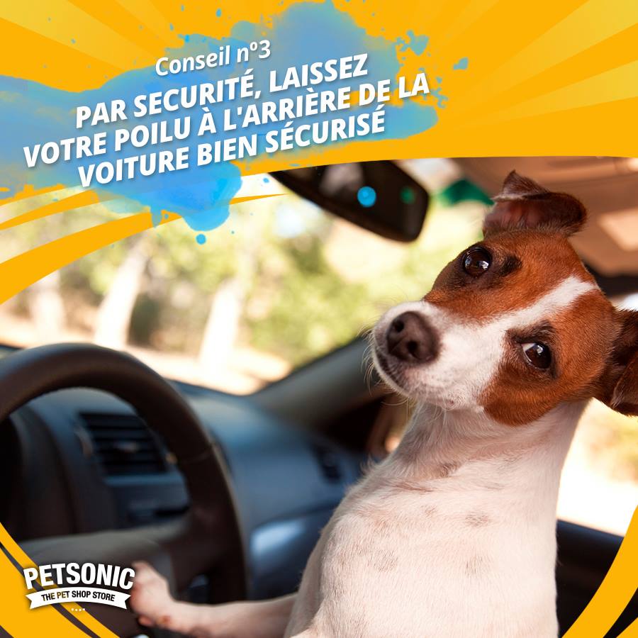Petsonic France - #7jours7conseils 🤓 comment voyager avec...