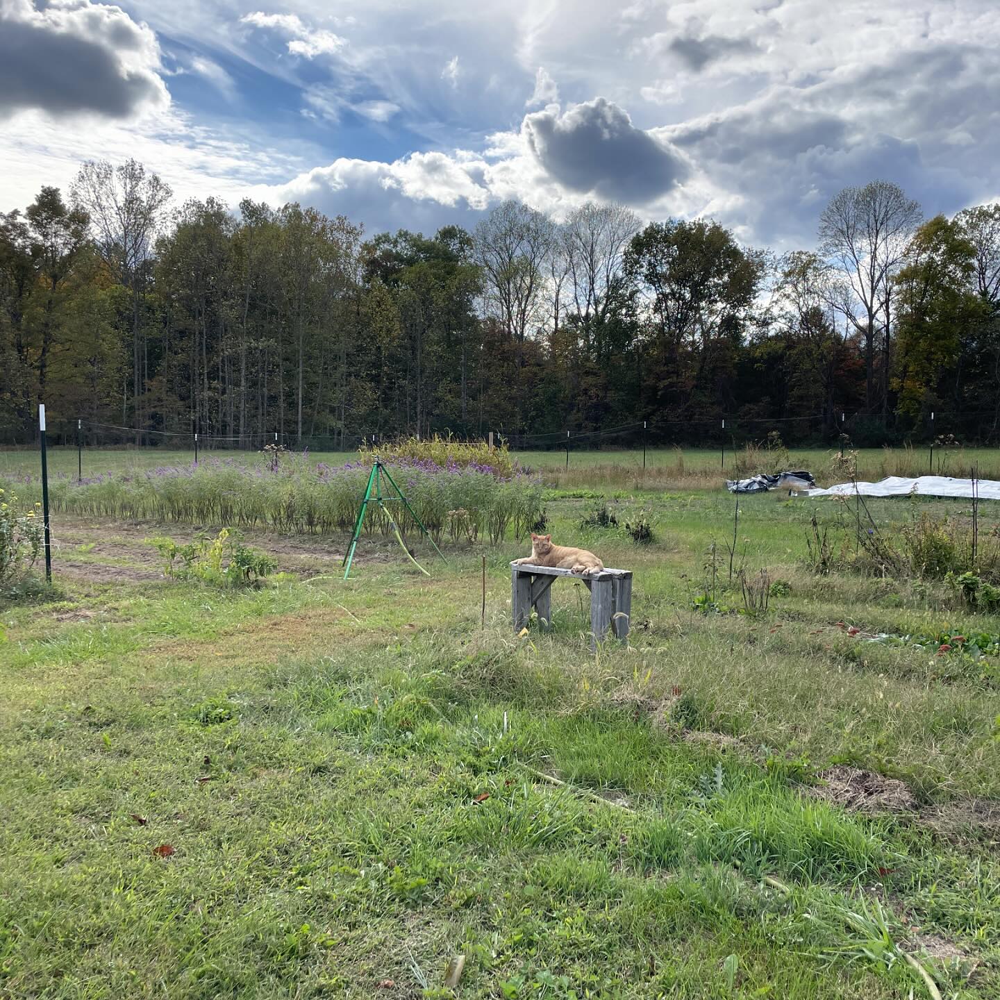 Backfield Flower Farm | Columbus IN