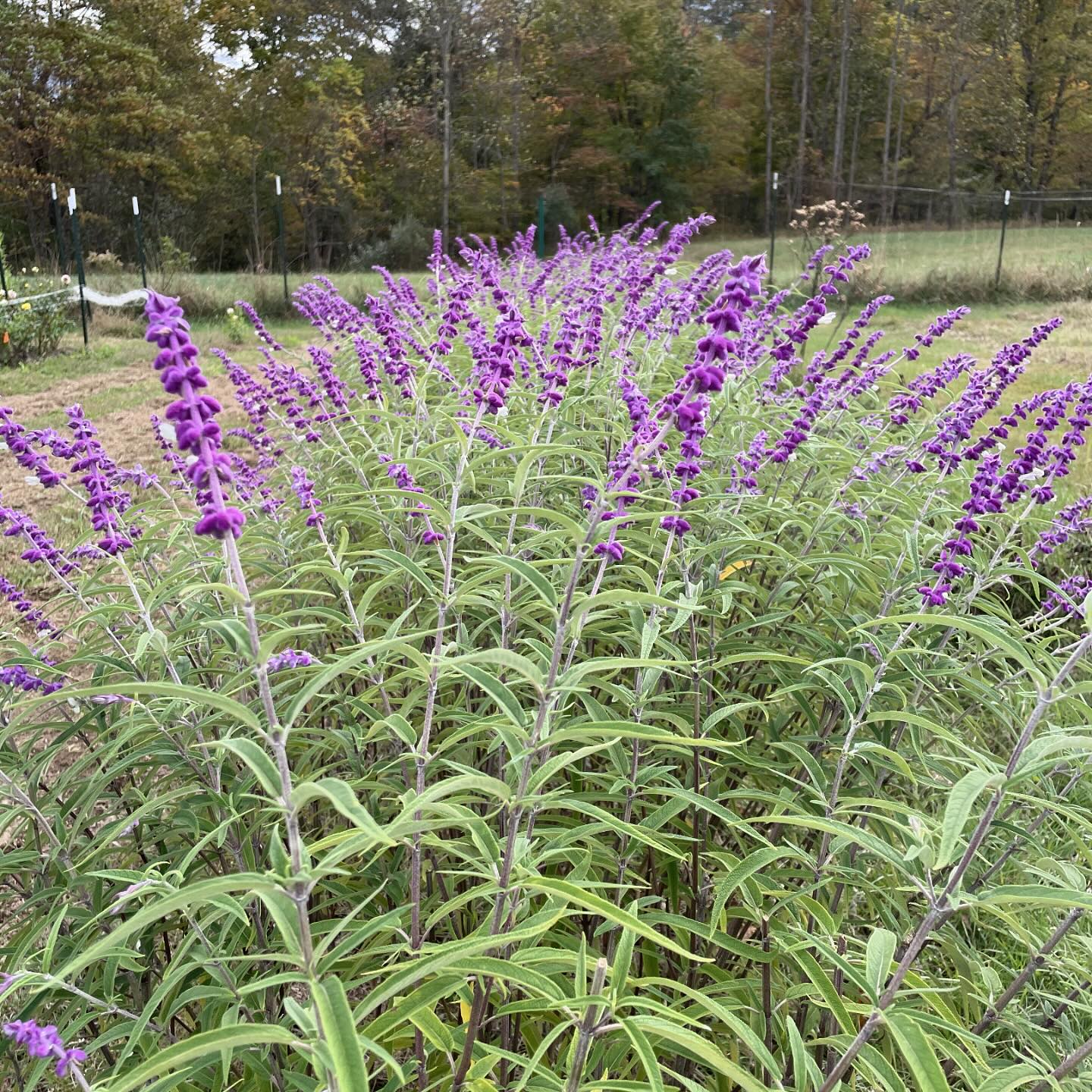 Backfield Flower Farm | Columbus IN