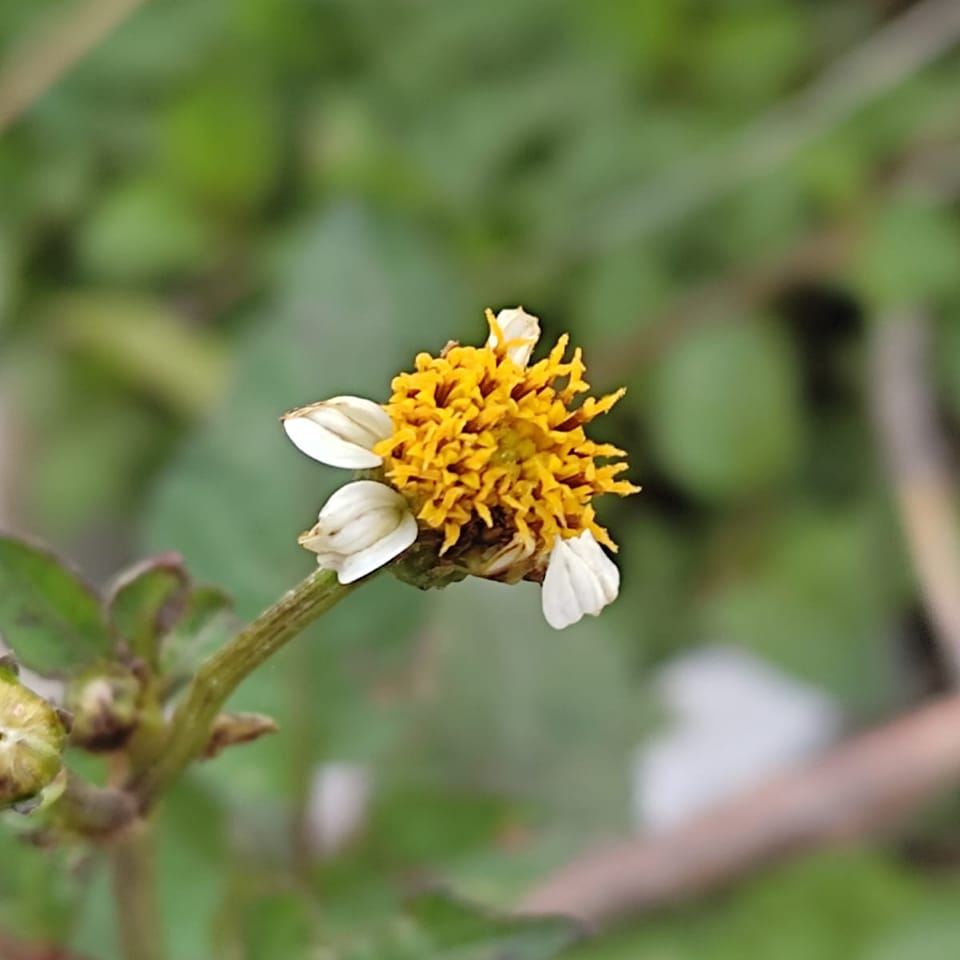 Flora Of DIKhan | Dera Ismail Khan
