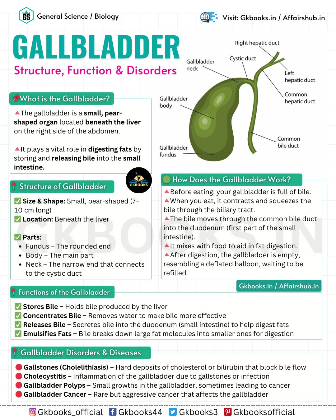 InfoPic Notes - 🏥 Gallbladder: Structure, Function &... | Facebook