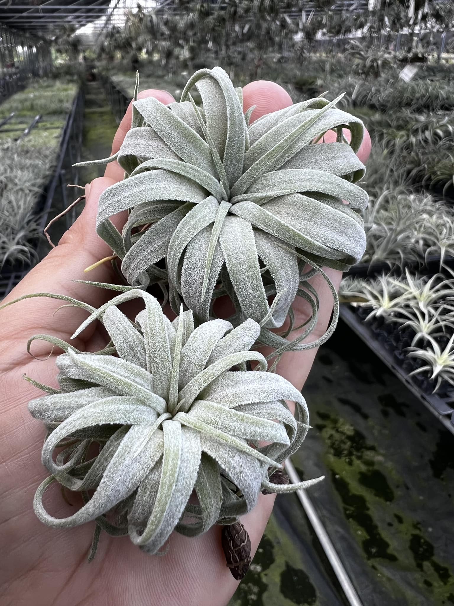 Bea Correale x ionantha Ron BC x 龍精靈最近常下雨這區幾天沒澆水 
