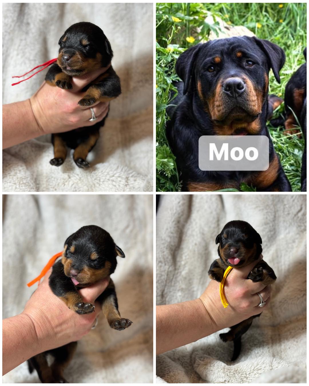 Juggernaut Rottweilers