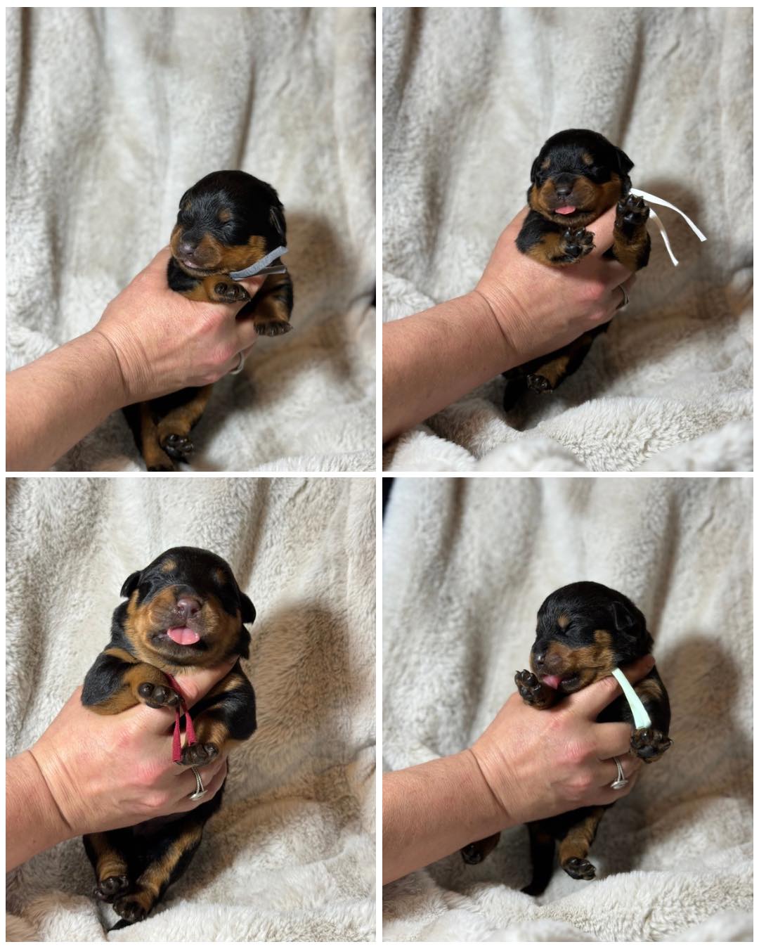 Juggernaut Rottweilers