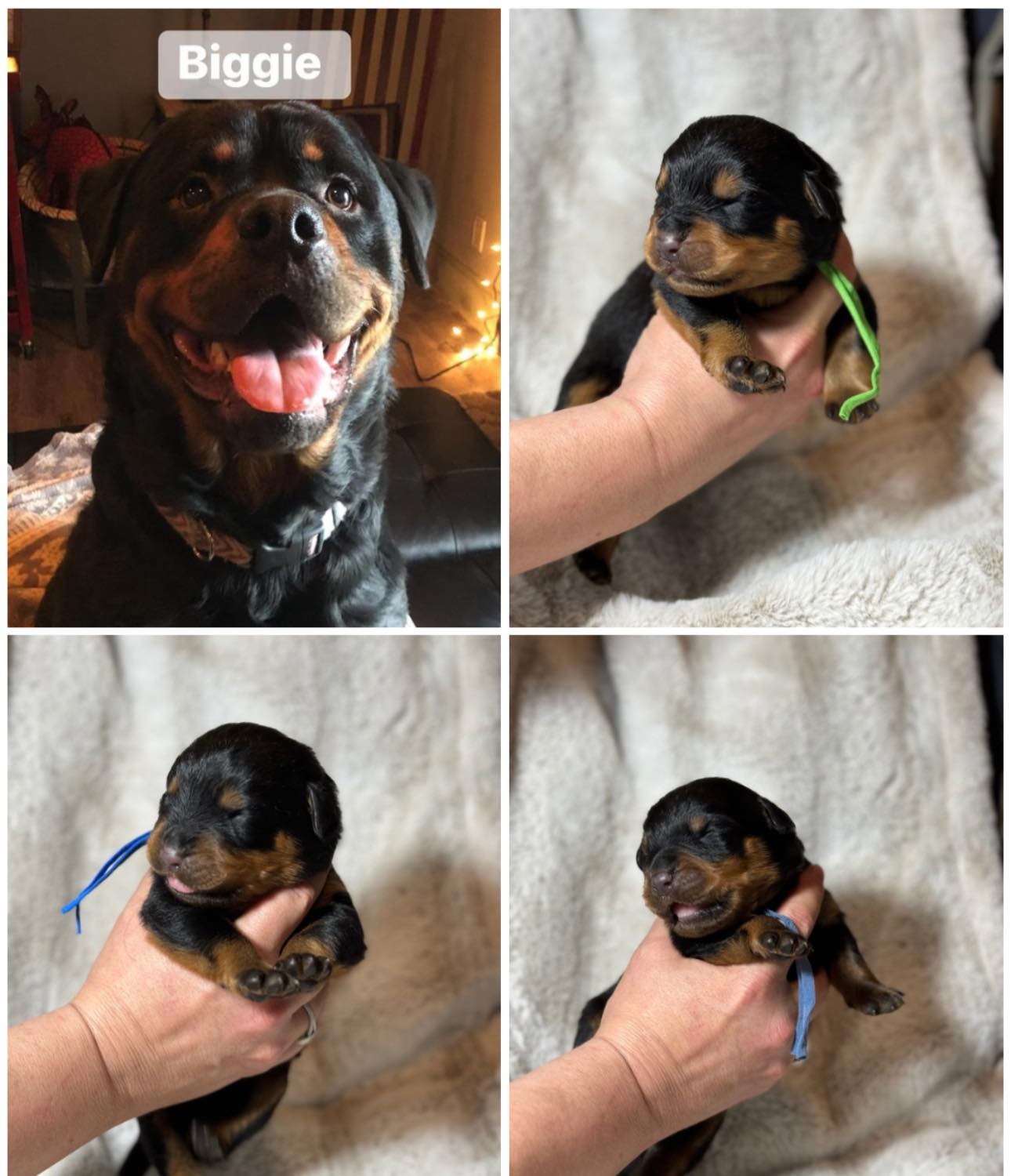 Juggernaut Rottweilers