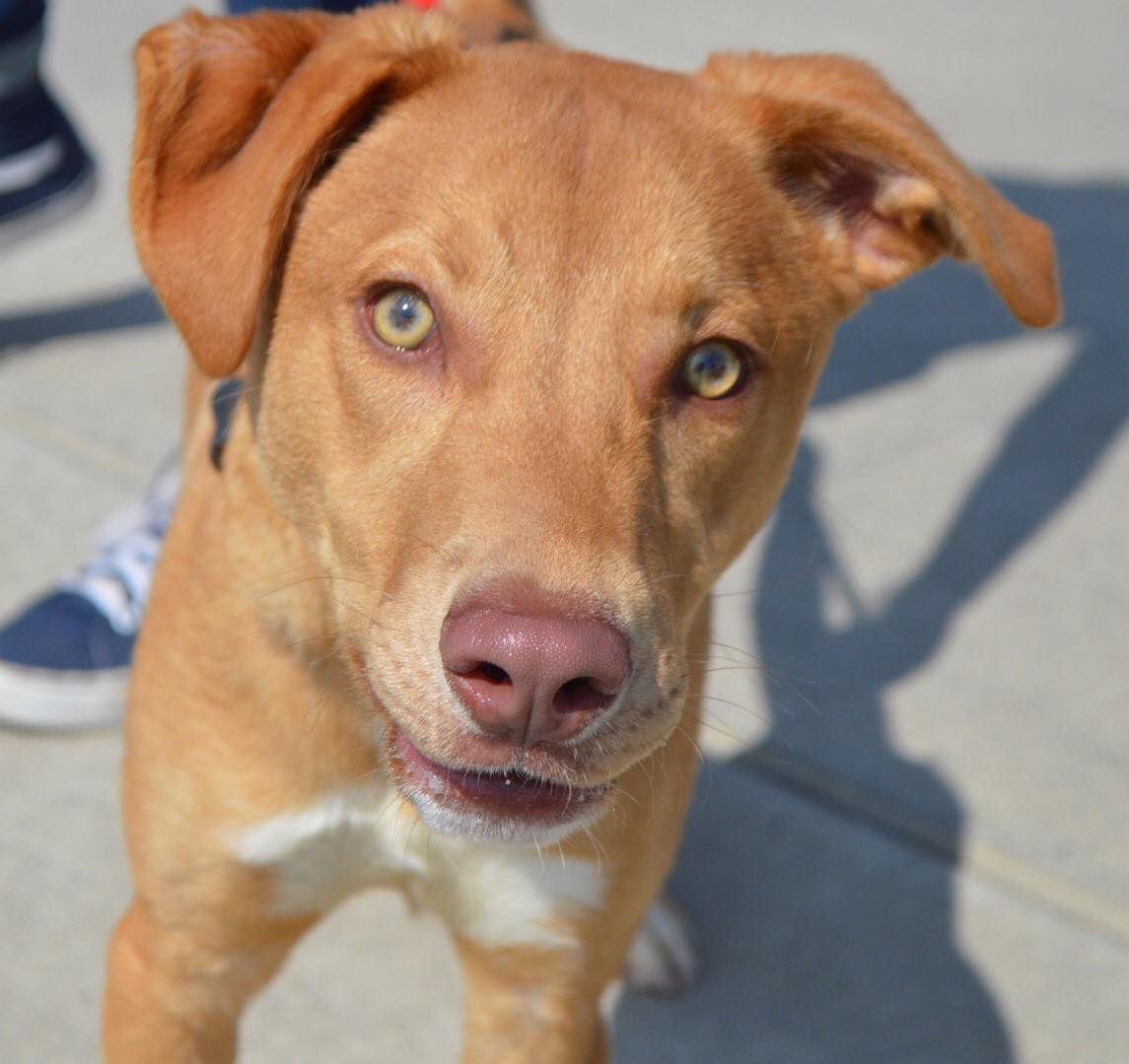 Hamilton is a former shelter pup,... - Go Dogs Go Rescue Inc