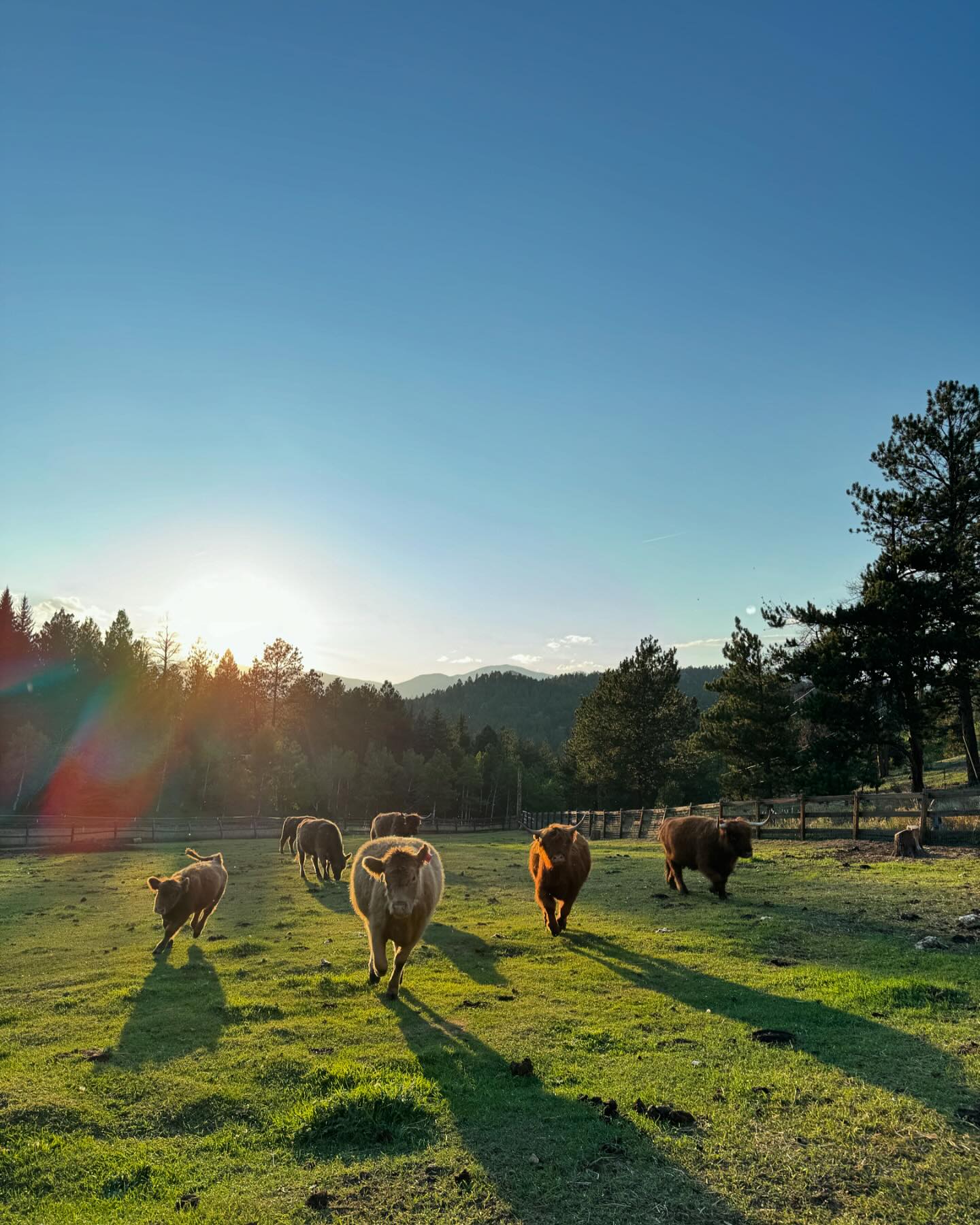 Wild Mountain Ranch