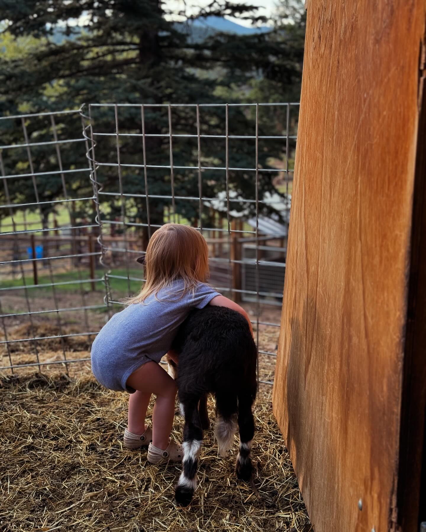 Wild Mountain Ranch