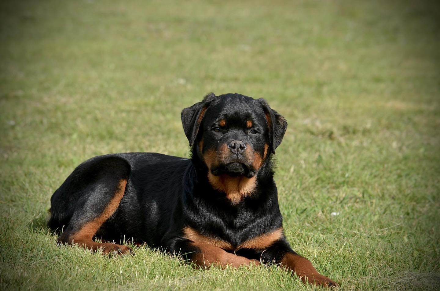Pacheco Rottweilers | Shelton WA