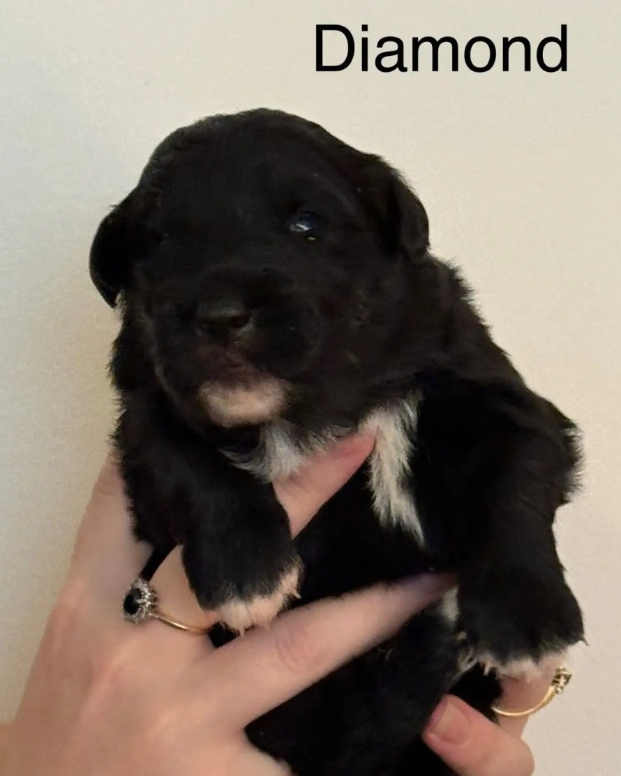 Hopeful - We saved the best for last - introducing Diamond! The last ...
