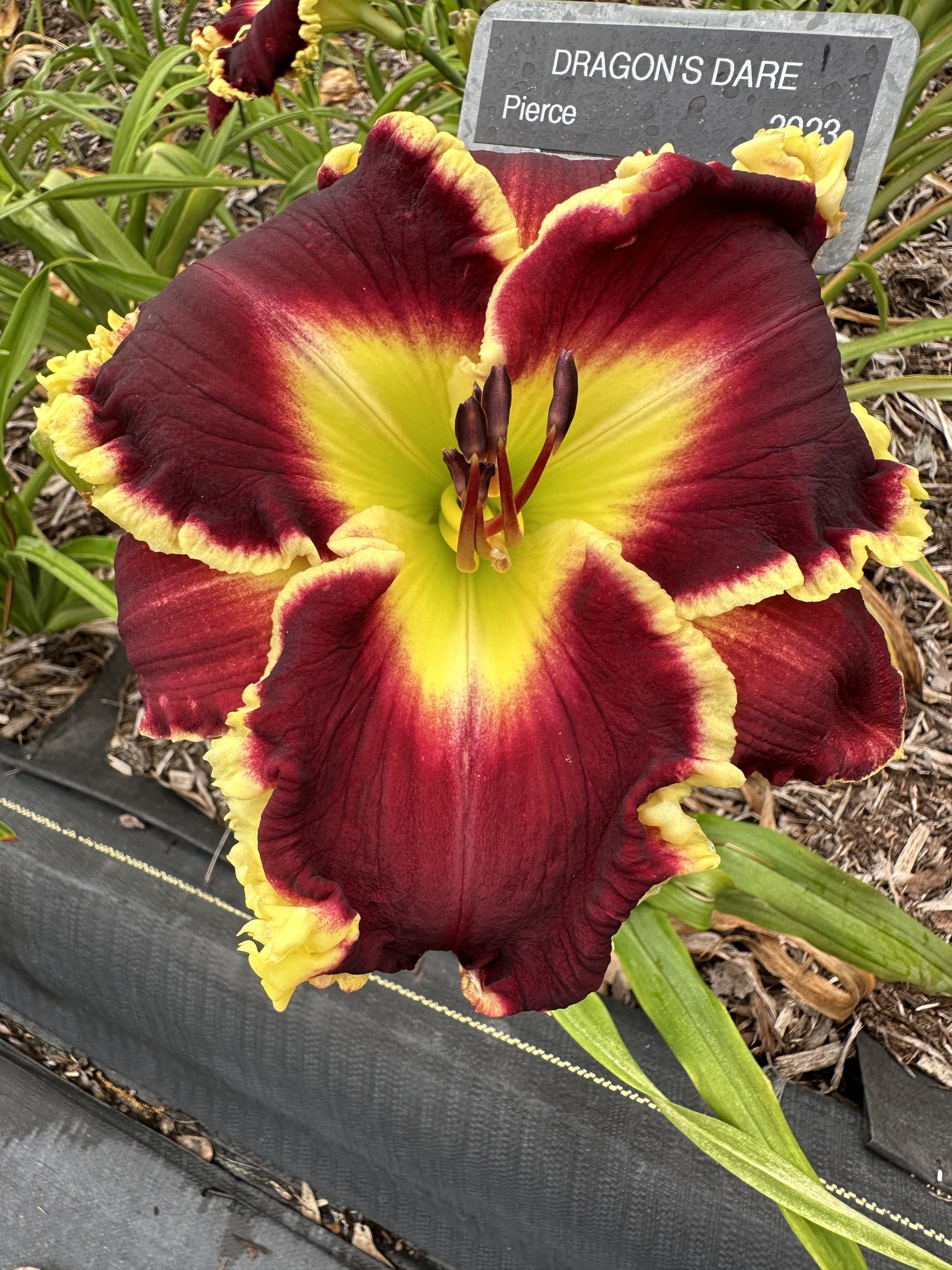 What are characteristics of daylilies with green throats?