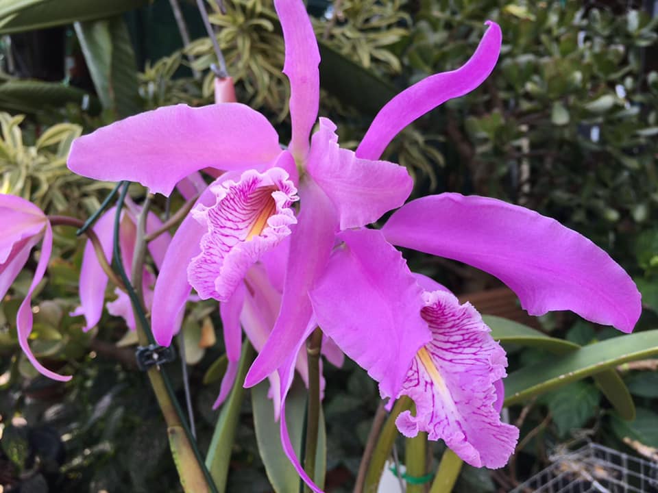 Cattleya maxima var. rubra This is a selfing of the famous var