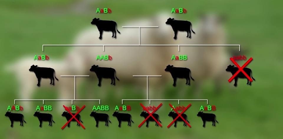 African - HOW TO CONTROL INBREEDING IN DAIRY CATTLE What is inbreeding ...