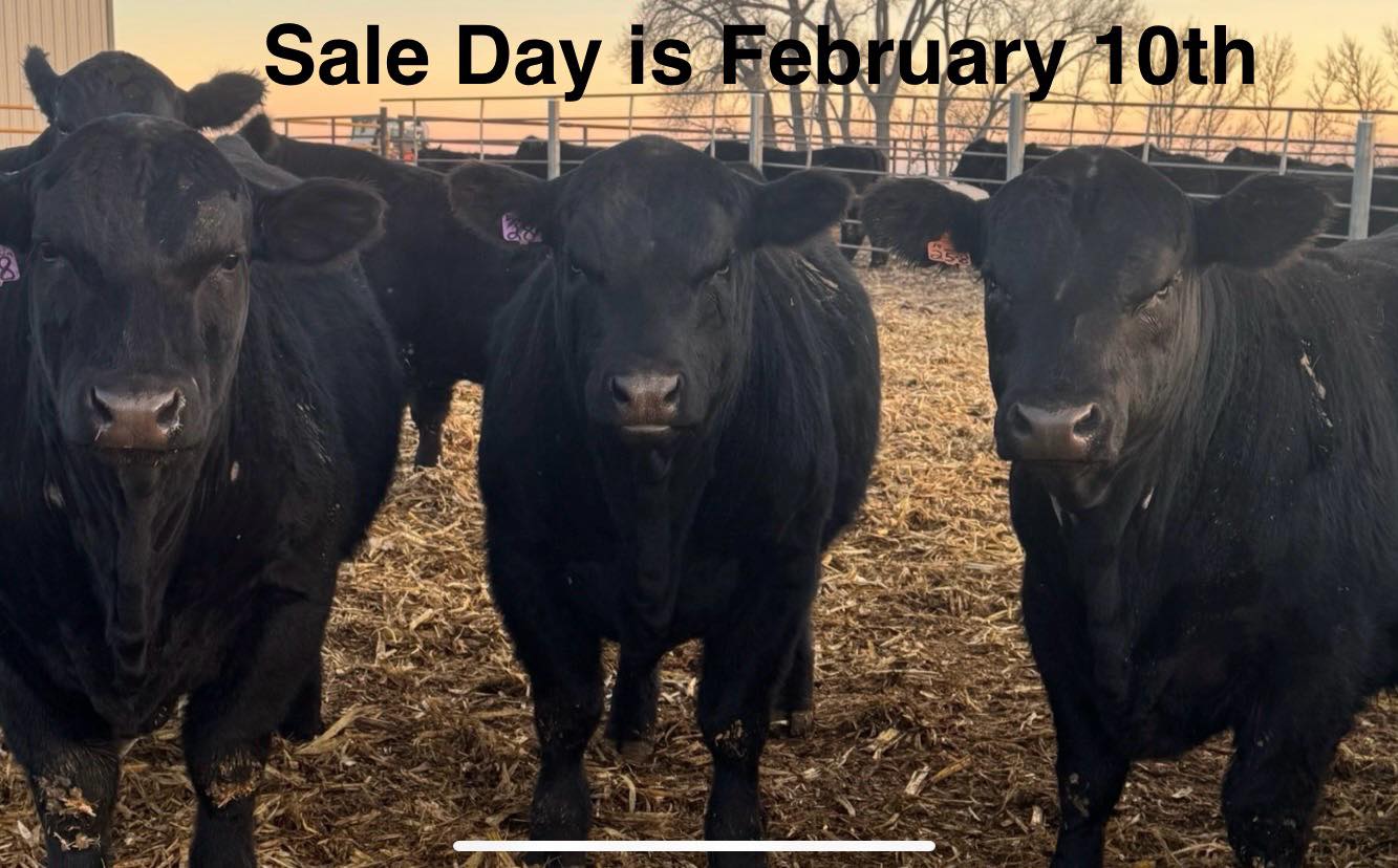 Wilkinson Ranch Inc | Lake Preston SD