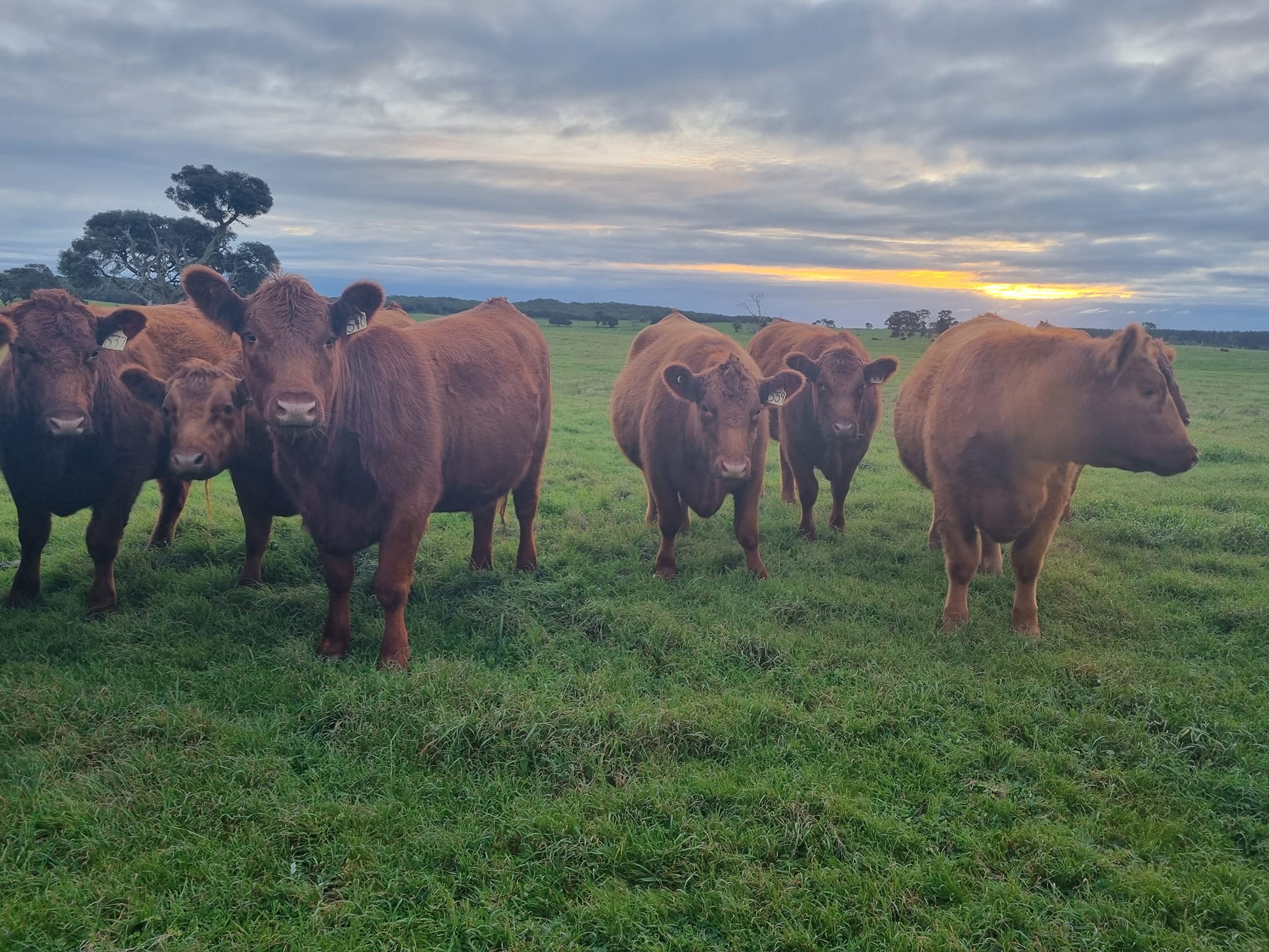 Ace Red Angus | Robe SA
