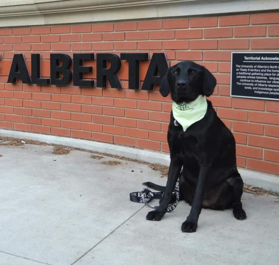 Chimo Animal Assisted Wellness and Learning Society - CAAWLS | Edmonton AB
