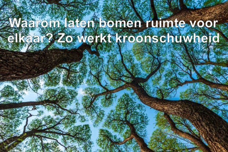 Oak - 