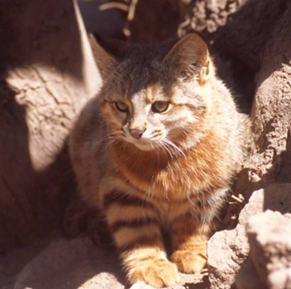 Ministerio del Medio Ambiente - ¿Cat lover? Este es Gato Colo-Colo ...