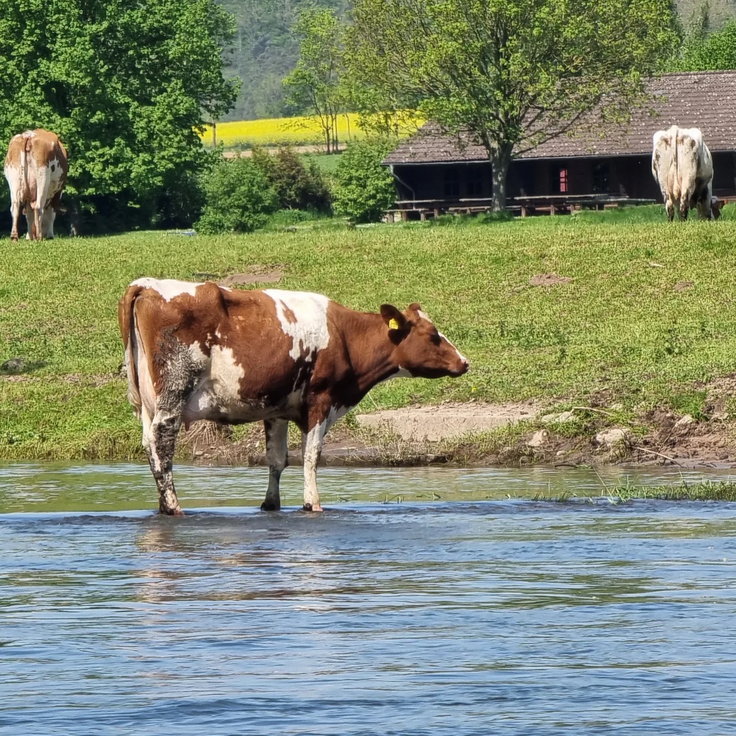 Flossfahrten Auf Der Weser, Floßtouren Im Weserbergland – HTXOXA