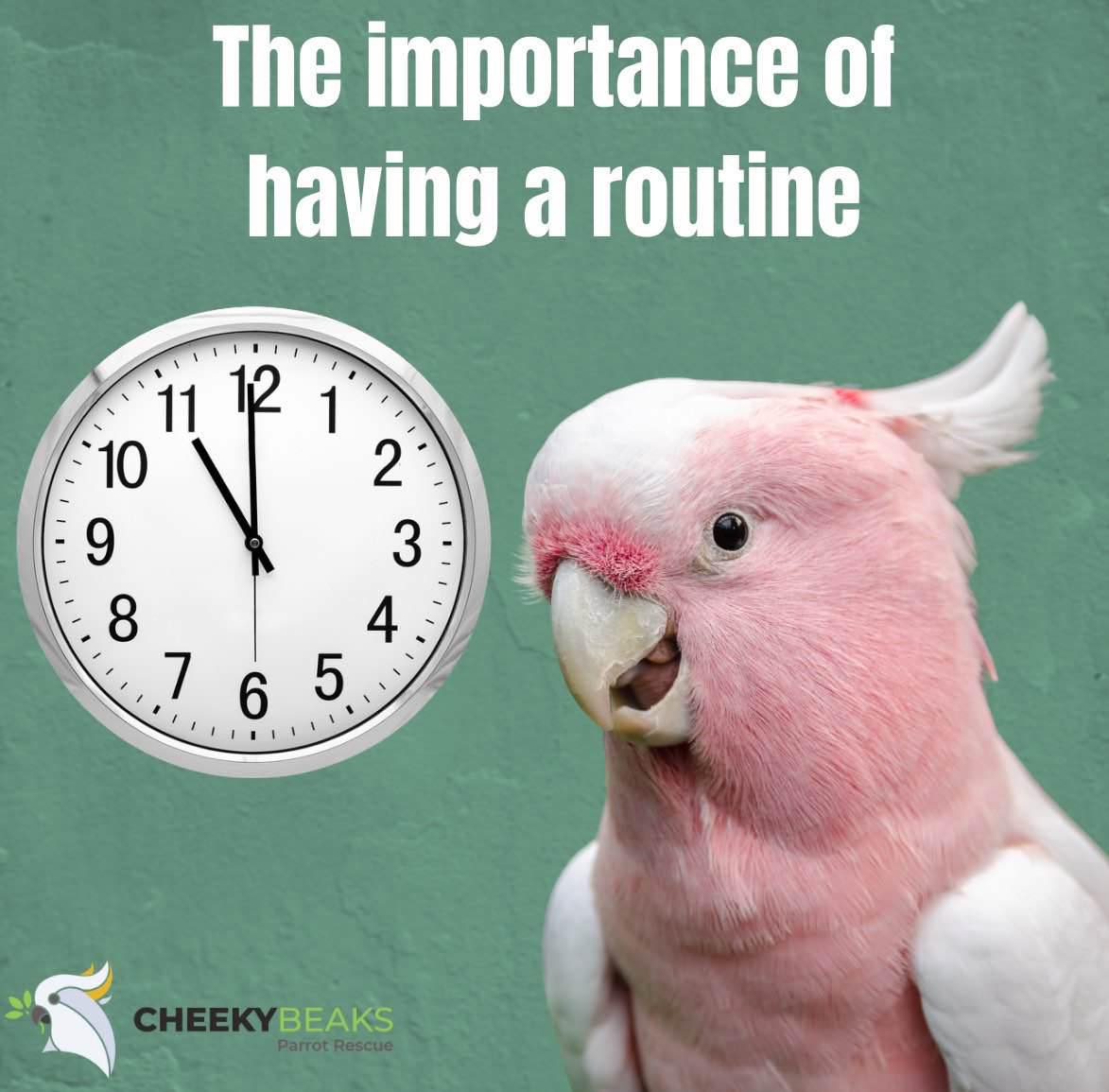 Image showcasing Cheeky - Having a daily routine can greatly benefit your parrot's ...