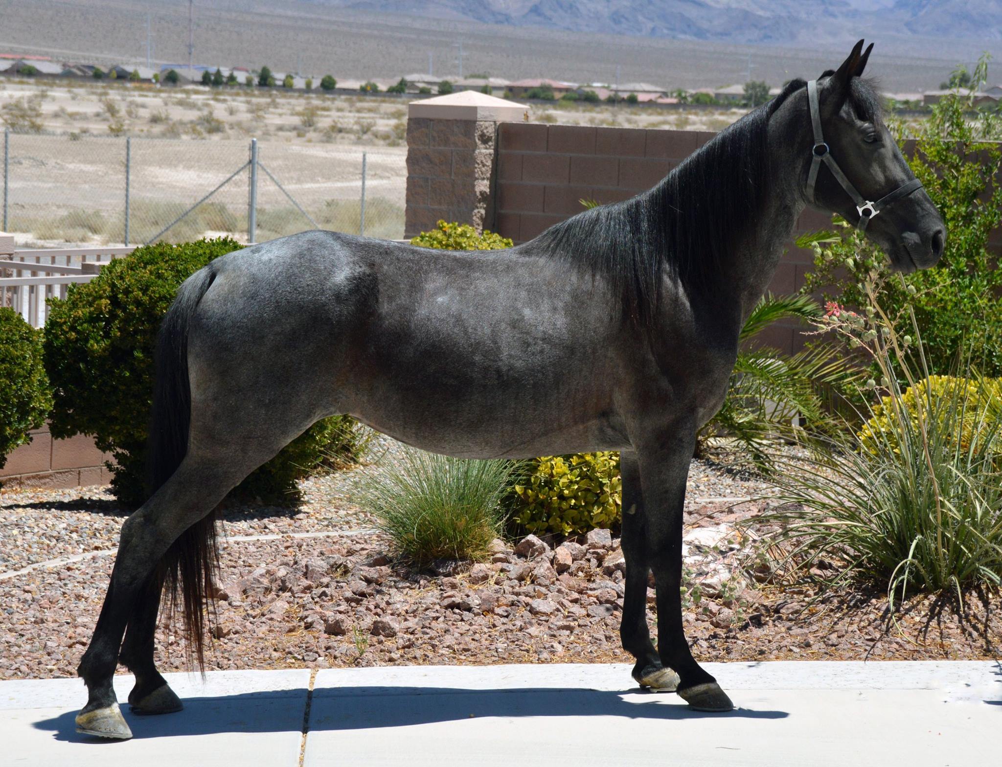 Meet Misty Blue! She is an awesome... - Dreamwalker Ranch | Facebook
