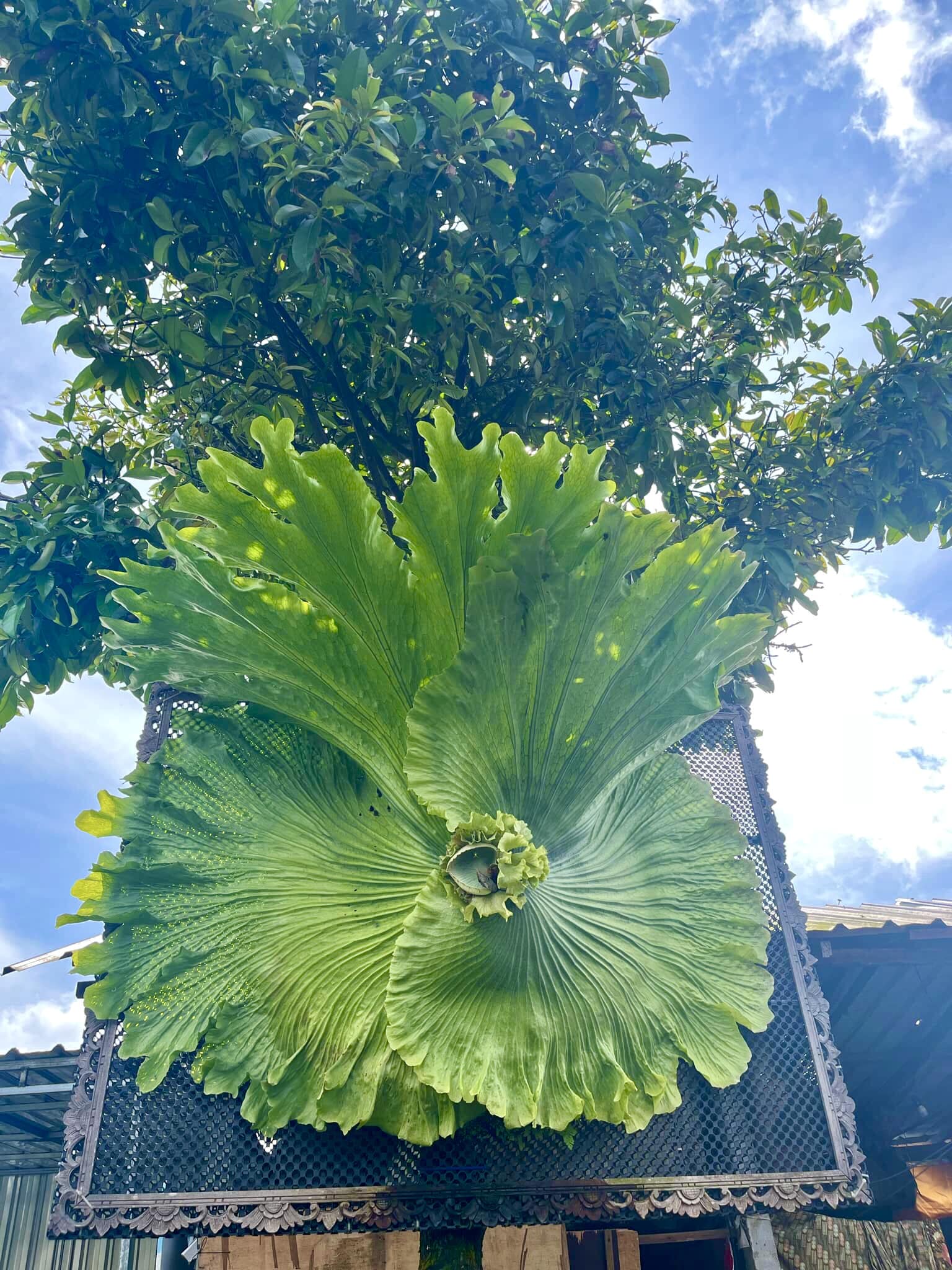 Platycerium alcicorne 